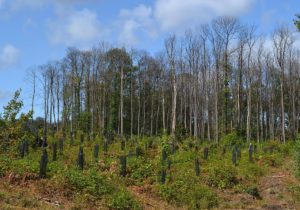 Coupe sanitaire en Forêt Domaniale de Montmorency