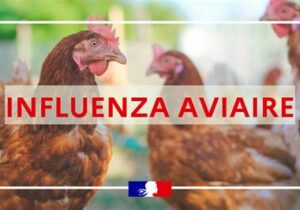 Risque élevé d’influenza aviaire